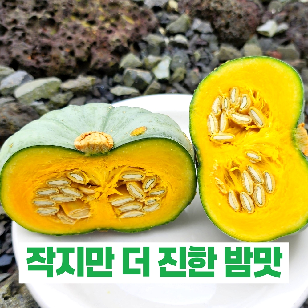제주 시로이 미니 단호박 산지직송 소과(3kg,5kg)