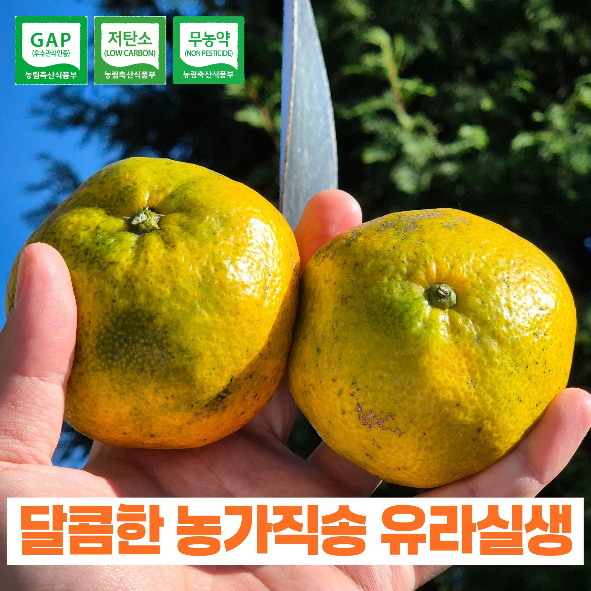 제주산 유라실생 (3kg, 5kg)